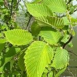 Ulmus rubra leaf picture by Will Smith (cc-by-sa)