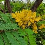 Senna alata flower picture by amith srisha (cc-by-sa)
