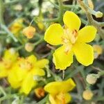 Verbascum spinosum flower picture by Anne Froger (cc-by-sa)
