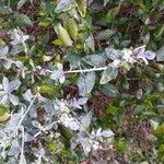 Teucrium fruticans habit picture by vm06 (cc-by-sa)