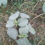 Plectranthus barbatus leaf picture by Deepak yadav (cc-by-sa)