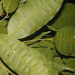 Licaria sarapiquensis leaf picture by Nelson Zamora Villalobos (cc-by-nc)
