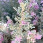 Atriplex halimus leaf picture by Gérard Hereng (cc-by-sa)