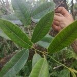 Trichosandra borbonica leaf picture by Matthieu Gebus (cc-by-sa)