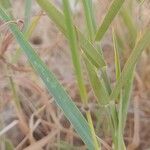 Dichanthium annulatum leaf picture by M. Hedayat (cc-by-sa)