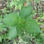 Lantana viburnoides leaf picture by Kaudo Basil (cc-by-sa)