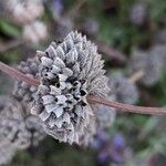 Salvia clevelandii fruit picture by Johnny Poppyseed (cc-by-sa)