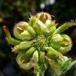 Calendula arvensis fruit picture by Llandrich anna (cc-by-sa)