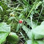 Fragaria viridis fruit picture by R.E. (cc-by-sa)