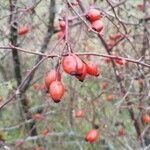 Rosa stylosa fruit picture by Thazou Zoutha (cc-by-sa)
