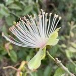 Capparis tomentosa flower picture by Leigh Winowiecki (cc-by-sa)