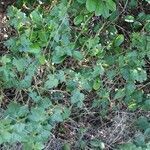 Passiflora foetida habit picture by J. Champ (cc-by-sa)