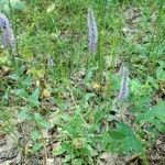 Veronica spuria habit picture by Rossen Vassilev (cc-by-sa)