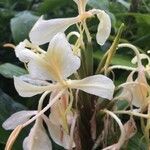 Hedychium flavescens flower picture by Hugo SANTACREU (cc-by-sa)