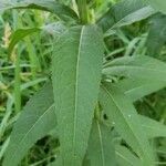 Vernonia fasciculata leaf picture by David Koser (cc-by-sa)