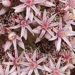 Aeonium lancerottense flower picture by Sarami (cc-by-sa)