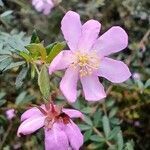 Bauera rubioides flower picture by O'Loughlin Davi (cc-by-sa)