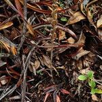 Gonatostylis vieillardii habit picture by Richard Chesher (cc-by-sa)