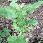 Tanacetum parthenium leaf picture by Pavla Pavla (cc-by-sa)