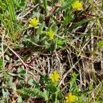 Trifolium dubium habit picture by lisl (cc-by-sa)