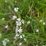 Asperula cynanchica habit picture by Marjorie Berard (cc-by-sa)