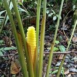 Calathea crotalifera flower picture by GA Gustavo (cc-by-sa)