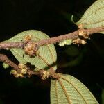 Miconia approximata leaf picture by Nelson Zamora Villalobos (cc-by-nc)