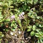 Andromeda polifolia habit picture by huy HO (cc-by-sa)