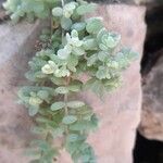 Sedum dasyphyllum leaf picture by garcia miguel (cc-by-sa)