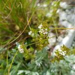 Euphrasia salisburgensis flower picture by Peter V (cc-by-sa)