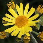 Tephroseris balbisiana flower picture by Umberto Ferrando (cc-by-sa)