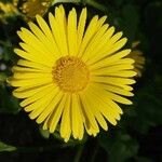 Doronicum plantagineum flower picture by Jean Maurice Bauné (cc-by-sa)