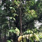 Dipterocarpus sublamellatus habit picture by Pierre Bonnet (cc-by-sa)