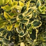 Euonymus japonicus leaf picture by iain Clarke (cc-by-sa)