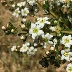 Escallonia virgata habit picture by Daniel Barthelemy (cc-by-nc)