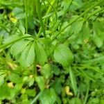 Ranunculus abortivus leaf picture by Taylor (cc-by-sa)