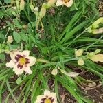 Hemerocallis fulva habit picture by Dieter Albrecht (cc-by-sa)