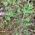 Cotoneaster integerrimus leaf picture by claude lerat -gentet Mme (cc-by-sa)