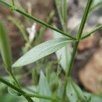 Andrographis paniculata leaf picture by Jagadeeswaran Kannan (cc-by-sa)