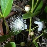 Psidium salutare habit picture by Nelson Zamora Villalobos (cc-by-nc)