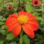 Tithonia rotundifolia flower picture by Garcia Magda (cc-by-sa)