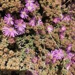 Drosanthemum floribundum habit picture by marie-noelle spagnolo (cc-by-sa)