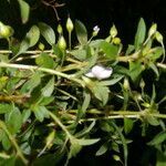 Sauvagesia erecta habit picture by Nelson Zamora Villalobos (cc-by-nc)