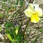 Viola lutea habit picture by Jean-philippe Jahier (cc-by-sa)