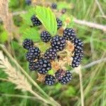 Rubus armeniacus fruit picture by Michael Smith (cc-by-sa)