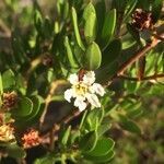 Pemphis acidula flower picture by Hugo SANTACREU (cc-by-sa)