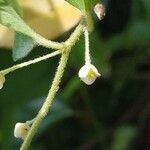 Cocculus orbiculatus flower picture by Matthieu Gebus (cc-by-sa)