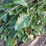 Beta vulgaris habit picture by Romain Lorrilliere (cc-by-sa)