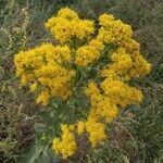 Solidago rigida flower picture by Homer Curtis (cc-by-sa)