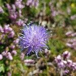 Jasione laevis flower picture by Ahmed Ghedjatti (cc-by-sa)